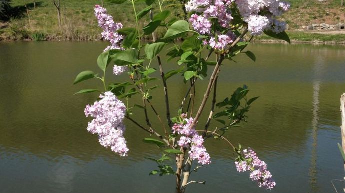 Syringa ‘Belle de Nancy’ - ©Collection Patrimoine Horticole Lorrain